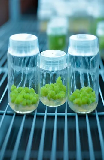 생물학을 위한 환경 시험 약실